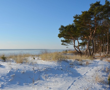 Nadbrzeżny pas leśny od strony Zatoki.